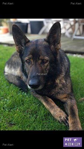 chienne berger allemand retrouvée