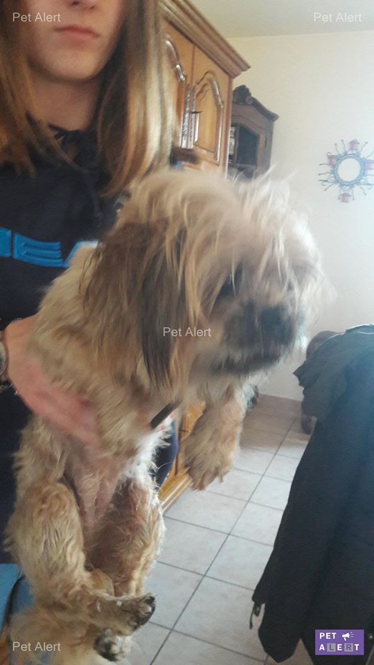 chien pékinois perdu