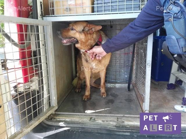 berger allemand perdu 