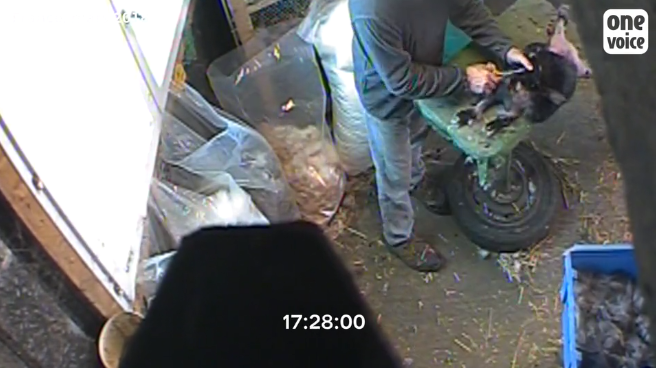 lapins angoras one voice