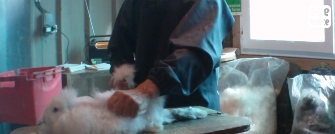 lapins angoras onevoice