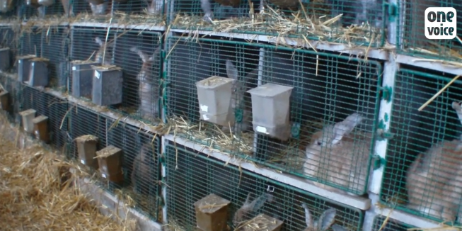 lapins angoras onevoice