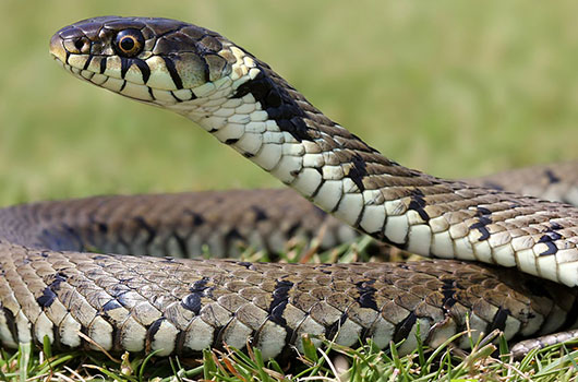 serpent chat risques