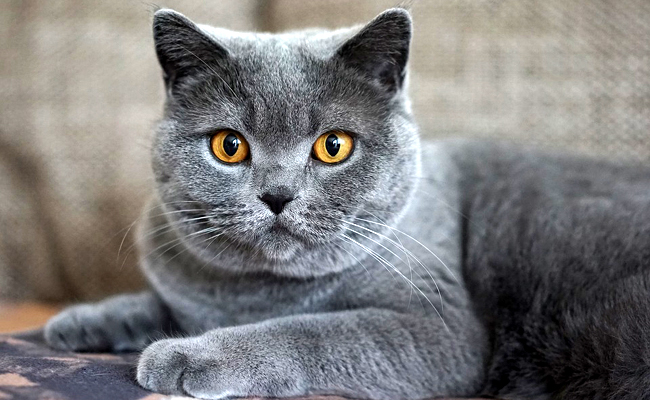 chat chartreux