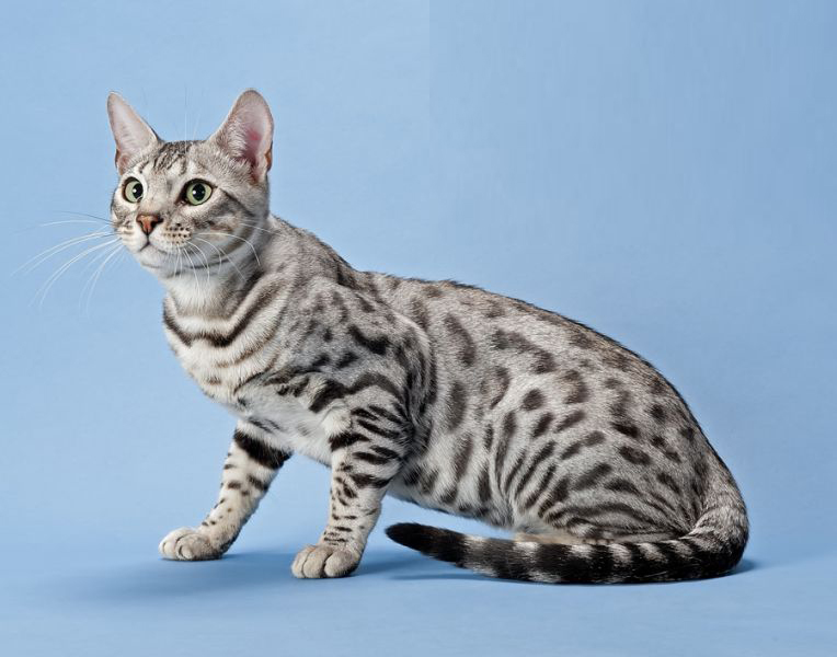 chat Bengal