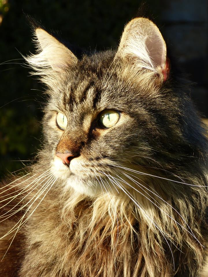 Maine Coon