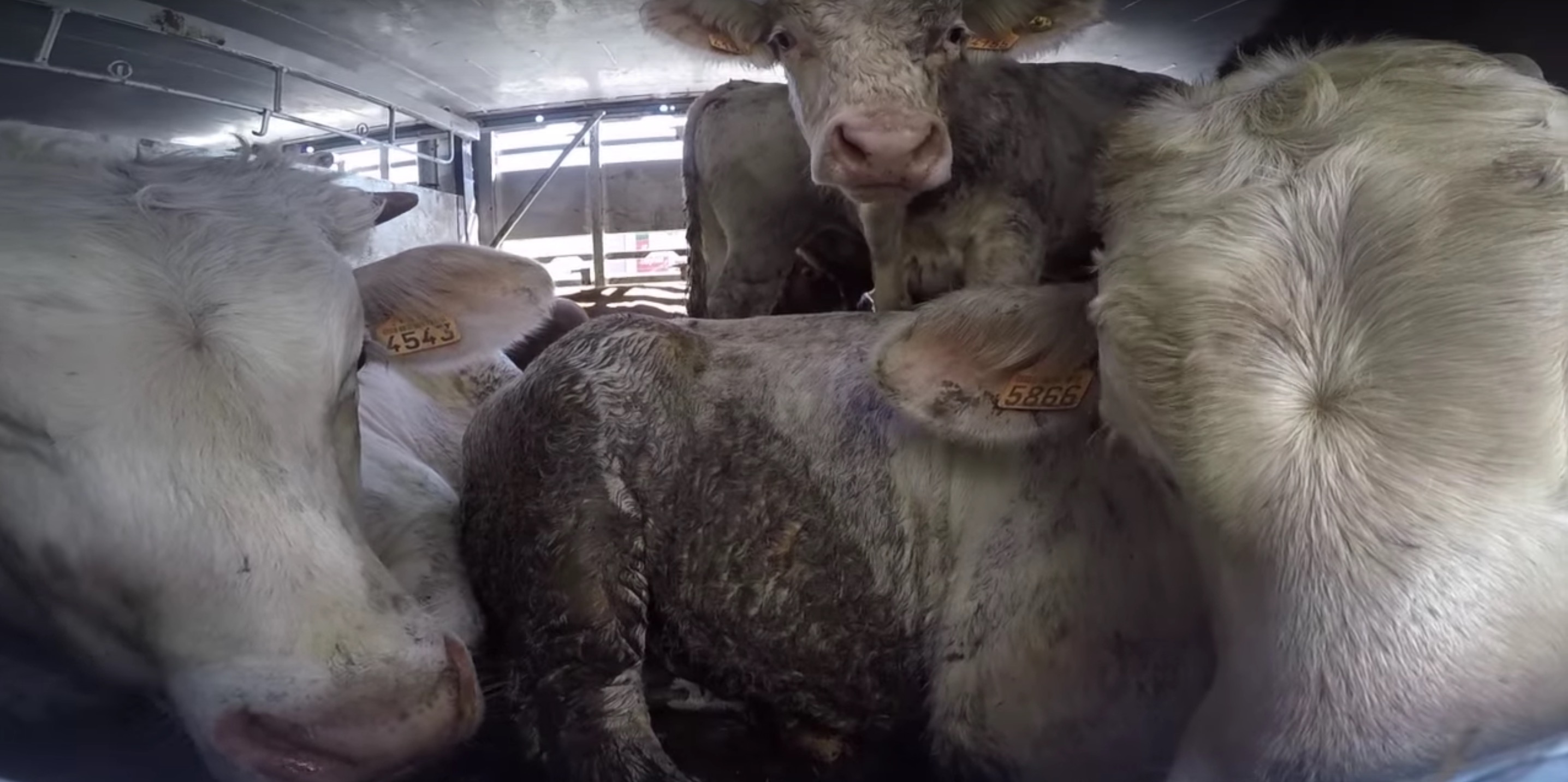 animaux-transport-turquie-3