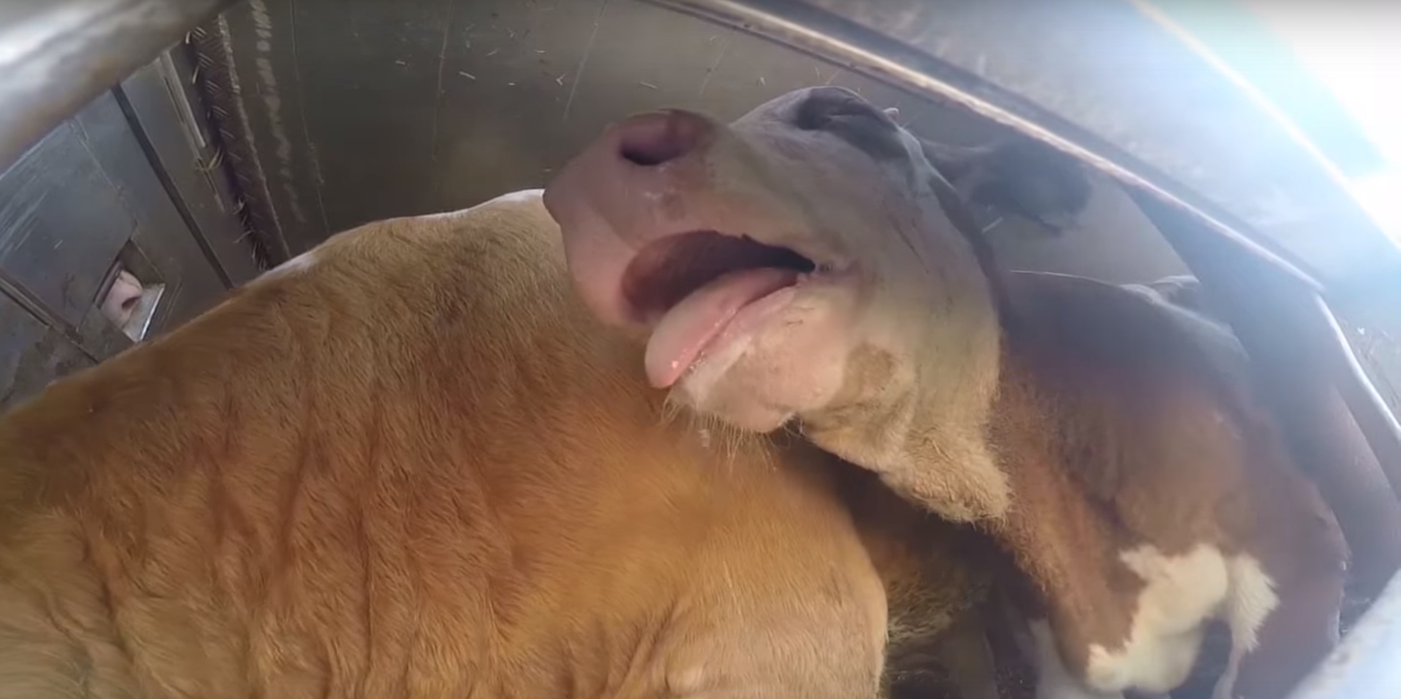 animaux-transport-turquie-7