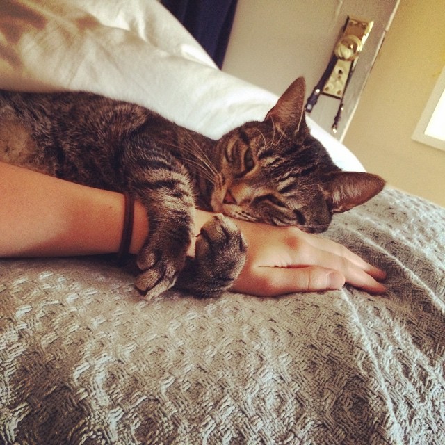 Chat qui s'accroche à une main