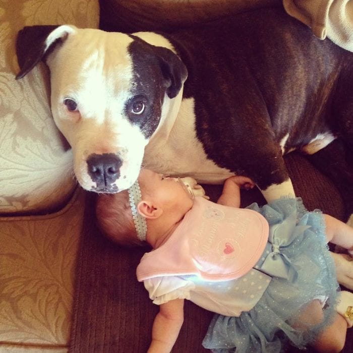 pitbull_attacks_funny_6