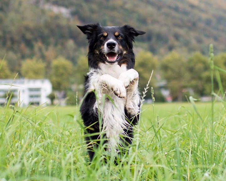 Border Collie
