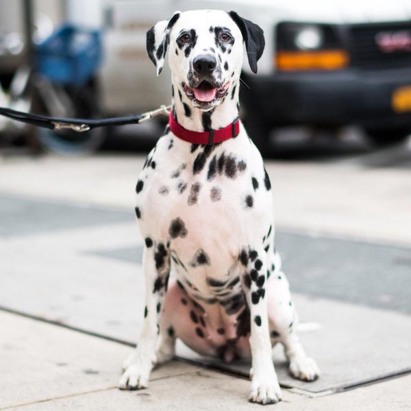 Dalmatien