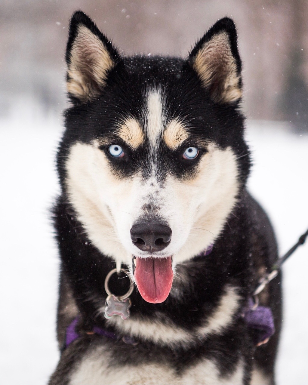Husky
