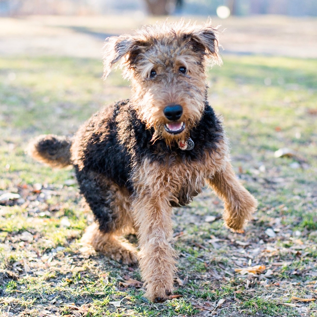 Airedale Terrier