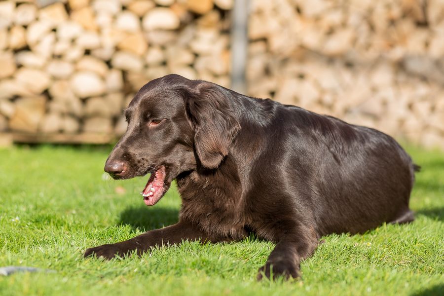 torsion d'estomac chien