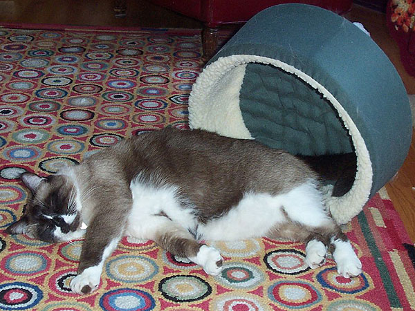 arthrose chez le chat