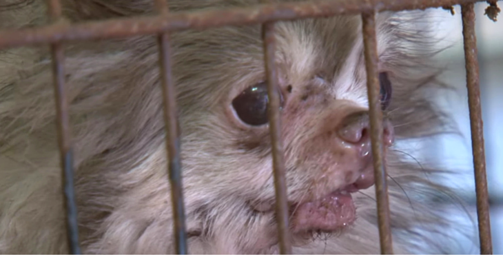 billy-chihuahua-sauvetage-19