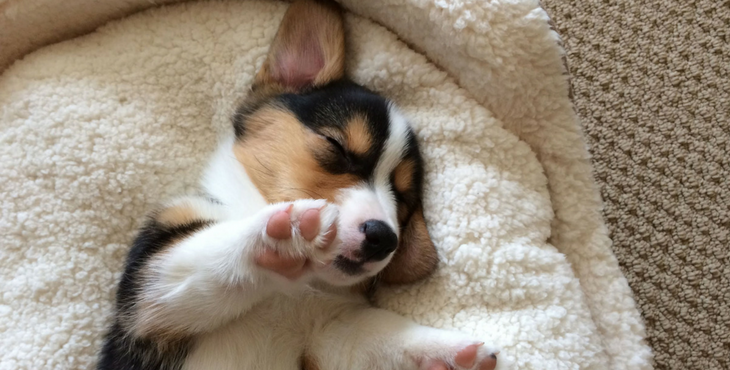 companies-time-off-puppies-cover