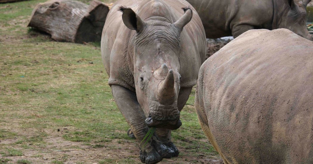 vince-rhinoceros-abattu-zoo-2