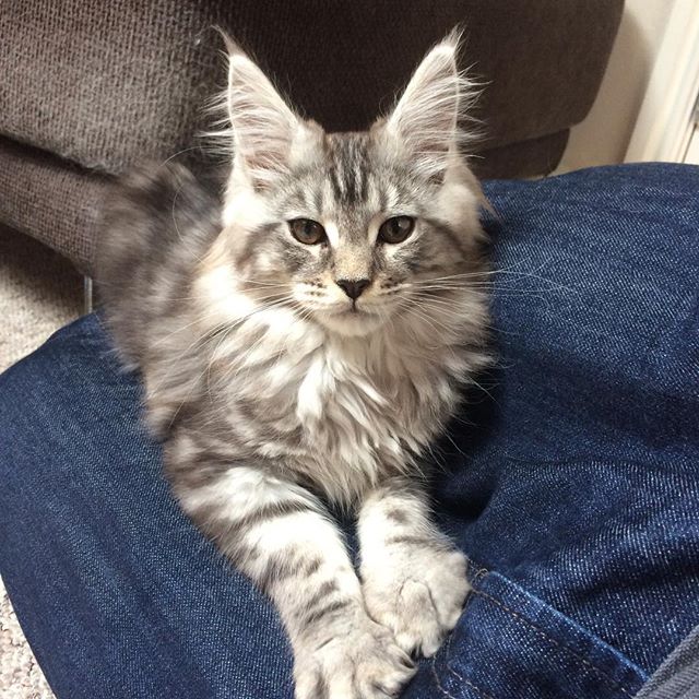 chiens et chats importés