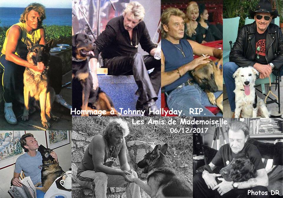 Johnny Hallyday et tous les chiens qui ont partagé sa vie