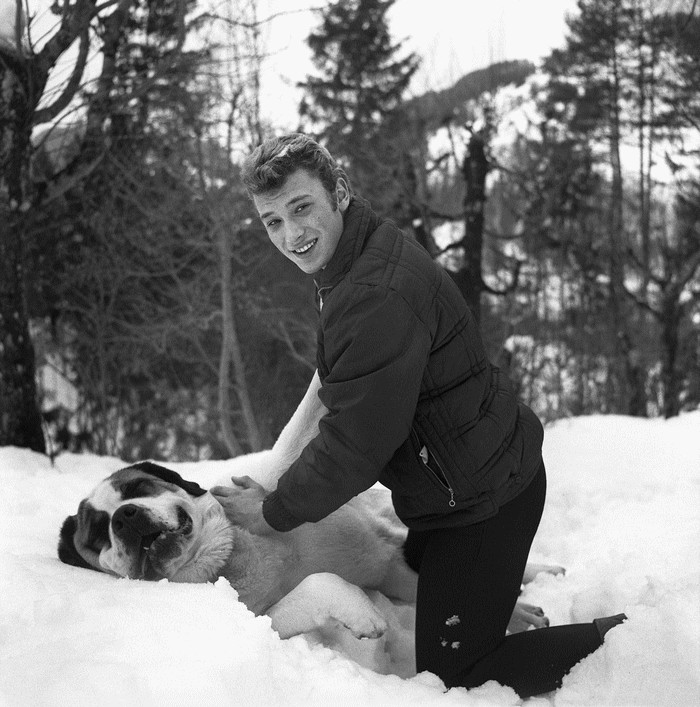 Johnny Hallyday avec un chien, un Saint-Bernard