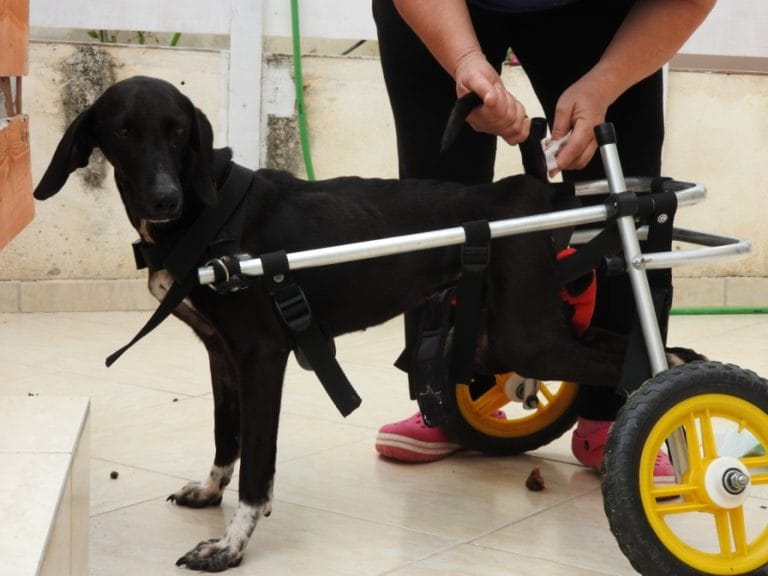 xenia-dog-paralysed-4