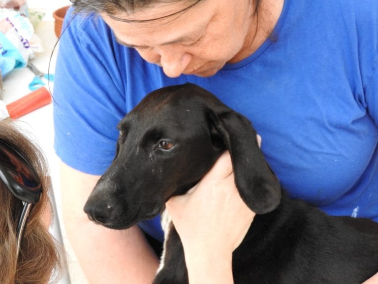 xenia-dog-paralysed-2