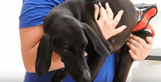 xenia-dog-paralysed-1