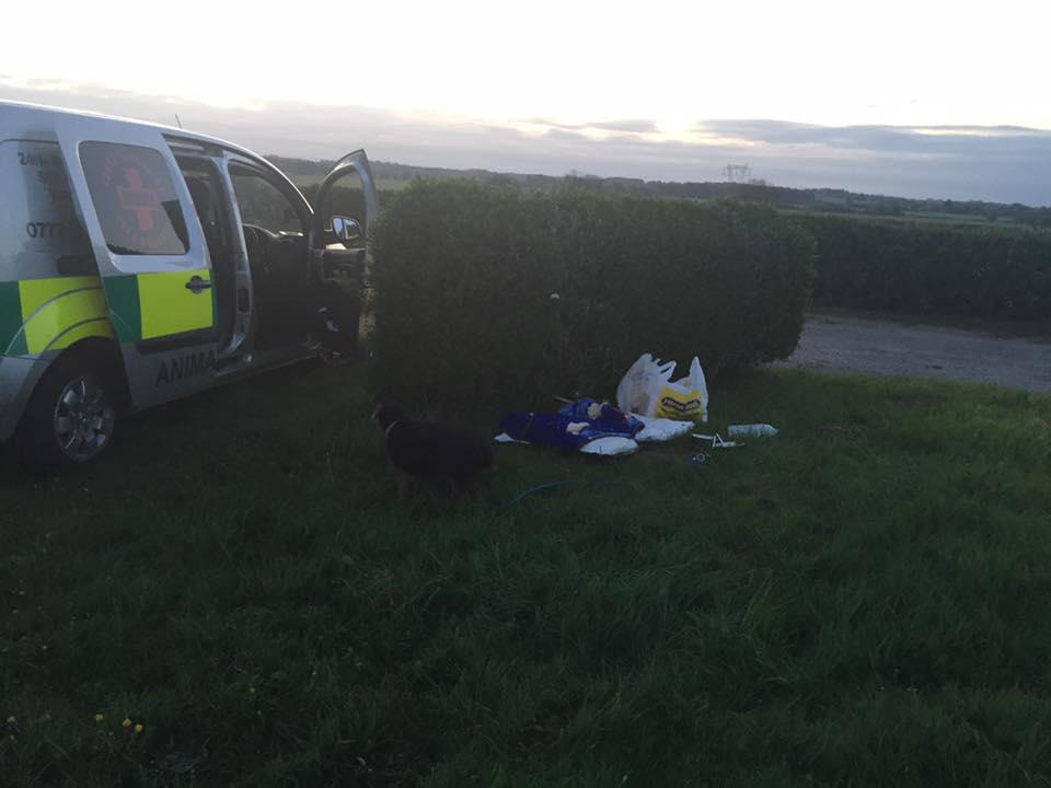 dog-tessa-yorkshire-4