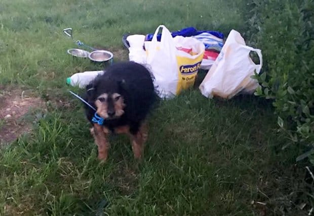 An elderly terrier has been abandoned in a cold, wet field with bag of food and a bowl of water - and a note saying "I don't need a dog". See Ross Parry story RPYDOG; The unwanted dog was found behind a bush near Oldcotes car boot sale at 5am on April 23. Alan Webster, who runs the voluntary South Yorkshire Pet Ambulance animal rescue service, happened to be doing one of their regular fundraising car boot sales that morning. "It was already there at 5am when we arrived. They had a blanket down which was wet through and chances are it had been there all night - maybe even all weekend," he said. "It was behind a bush so if the car boot had been rained off it could still be there now - it's very irresponsible.