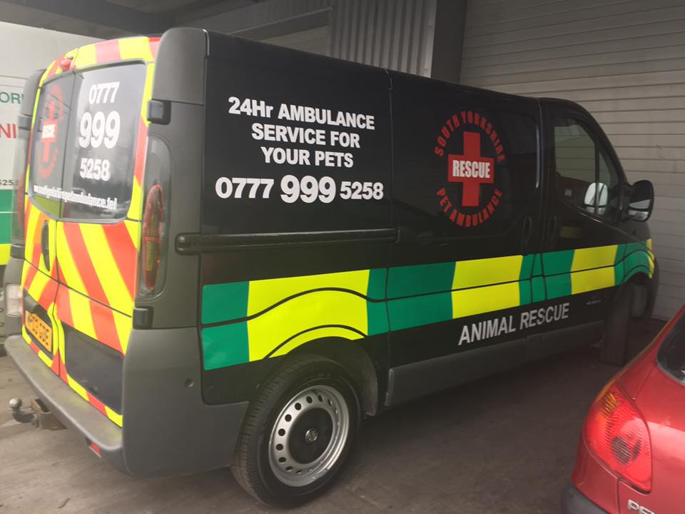 dog-tessa-yorkshire-5