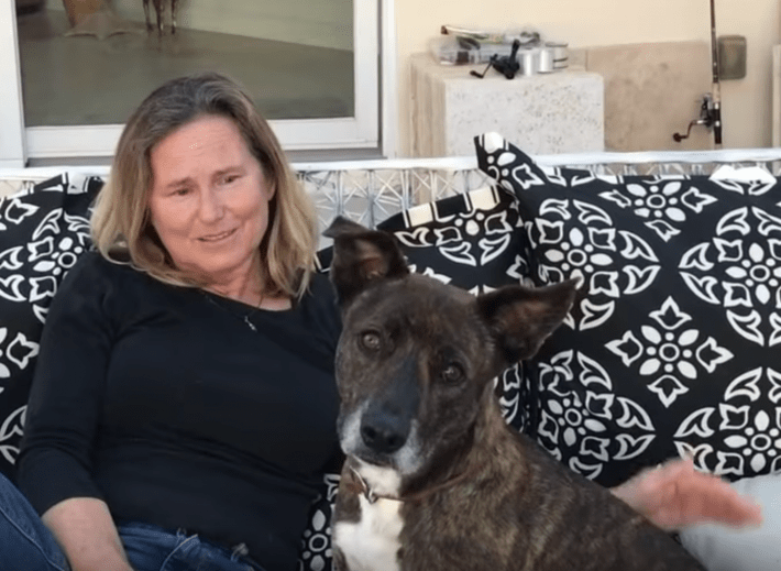 honeybee_shot_dog_florida_2