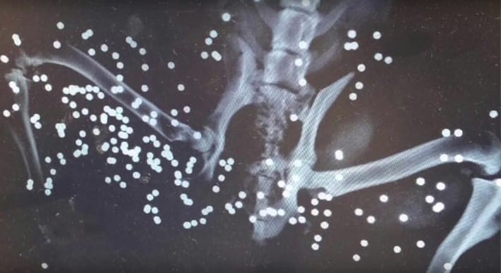 honeybee_shot_dog_florida_5