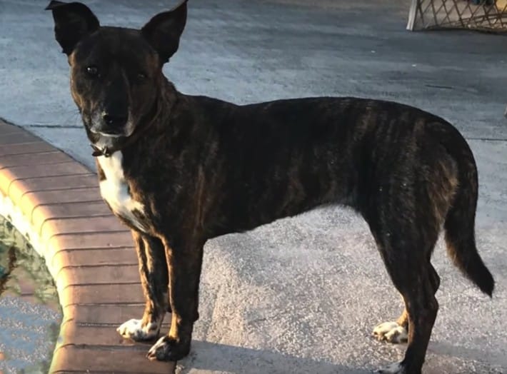 honeybee_shot_dog_florida_1