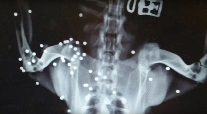 honeybee_shot_dog_florida_4