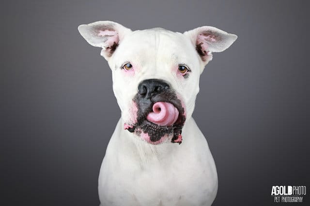 chevy_dog_3_adoptions_4