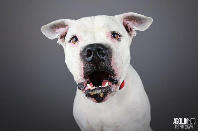 chevy_dog_3_adoptions_6