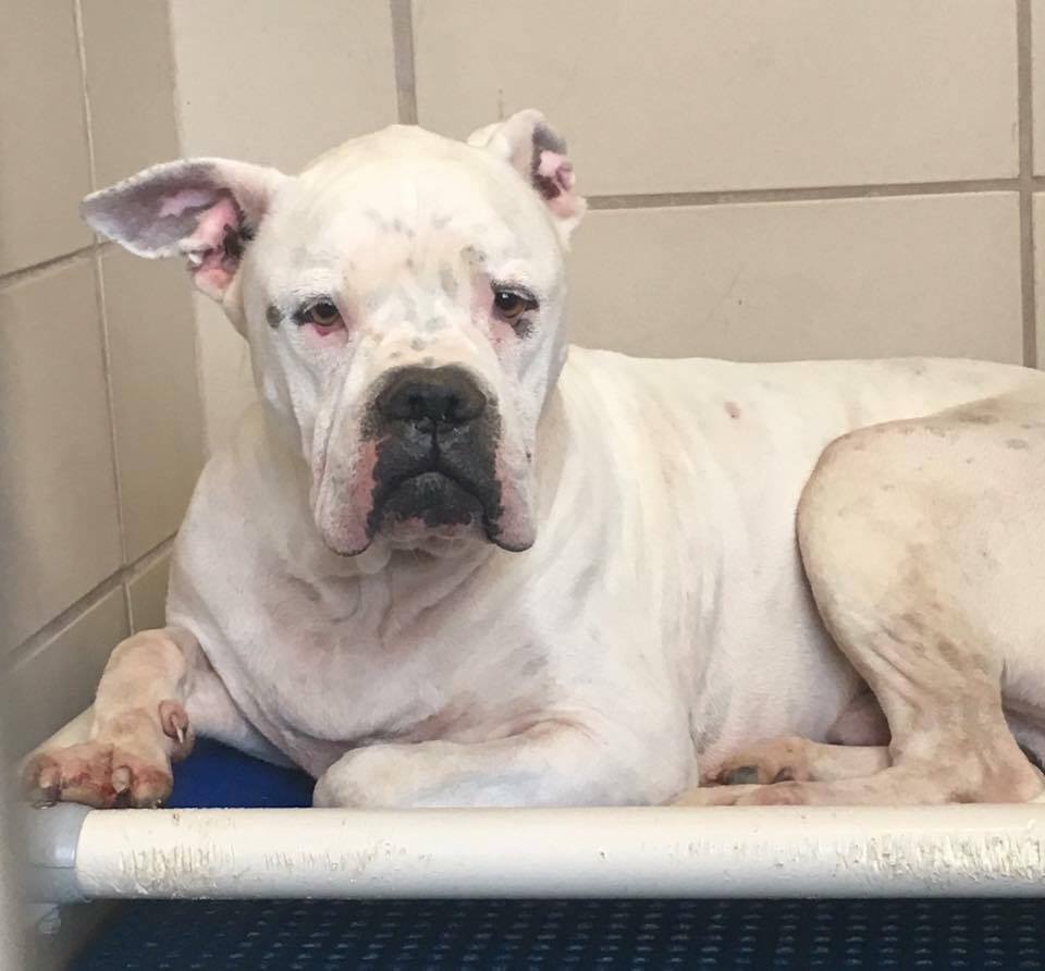 chevy_dog_3_adoptions_7