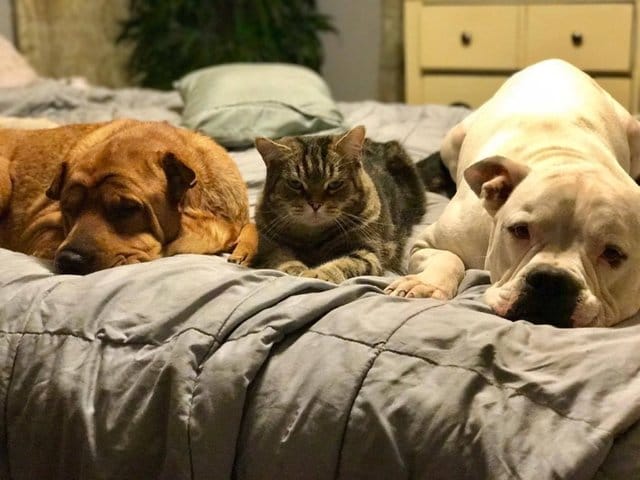 chevy_dog_3_adoptions_2