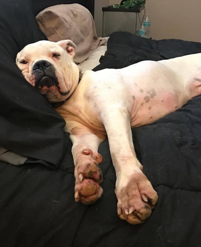 chevy_dog_3_adoptions_1