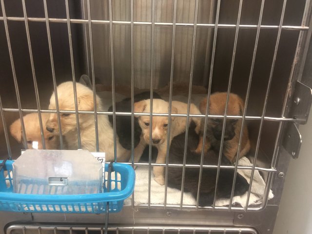 chienne-chiots-sauvetage-texas-2