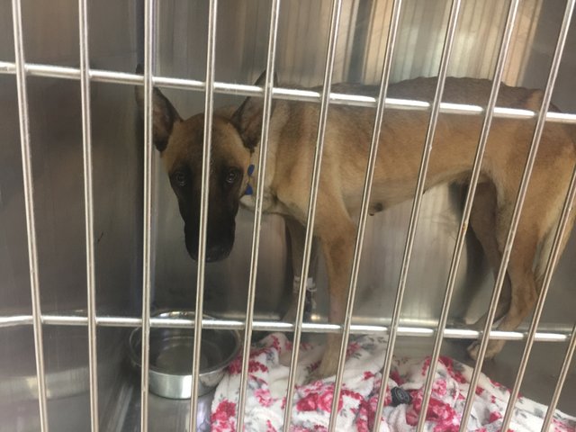 chienne-chiots-sauvetage-texas-4