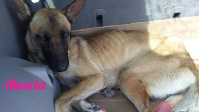 chienne-chiots-sauvetage-texas-5