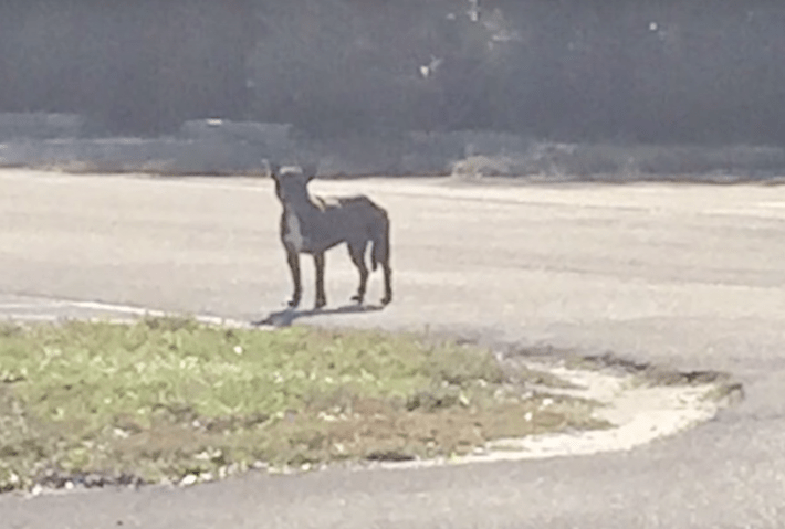 honeybee_shot_dog_florida_7