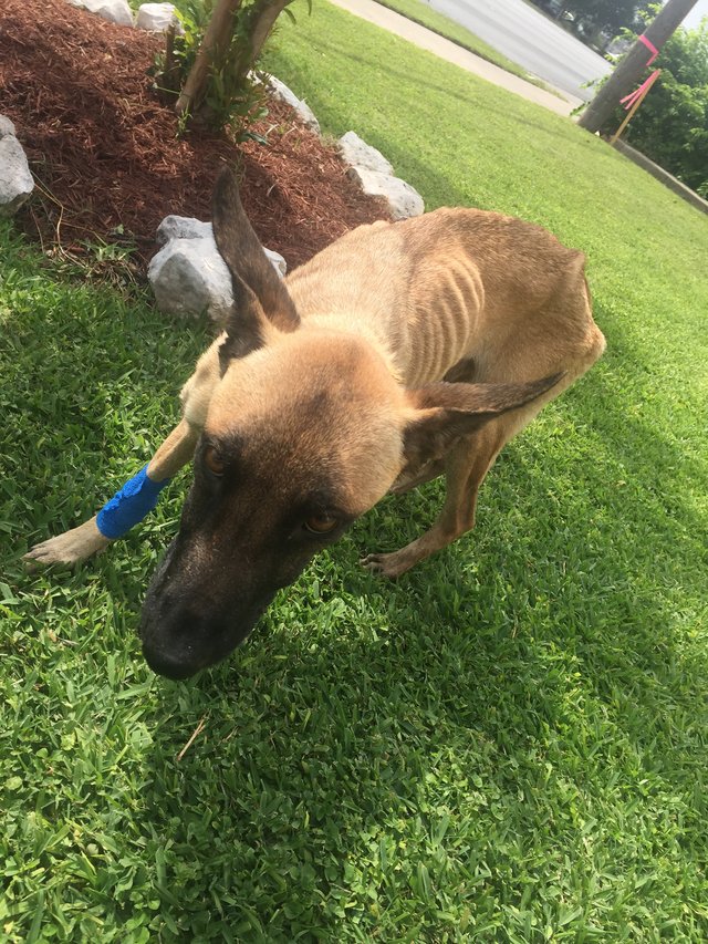 chienne-chiots-sauvetage-texas-1