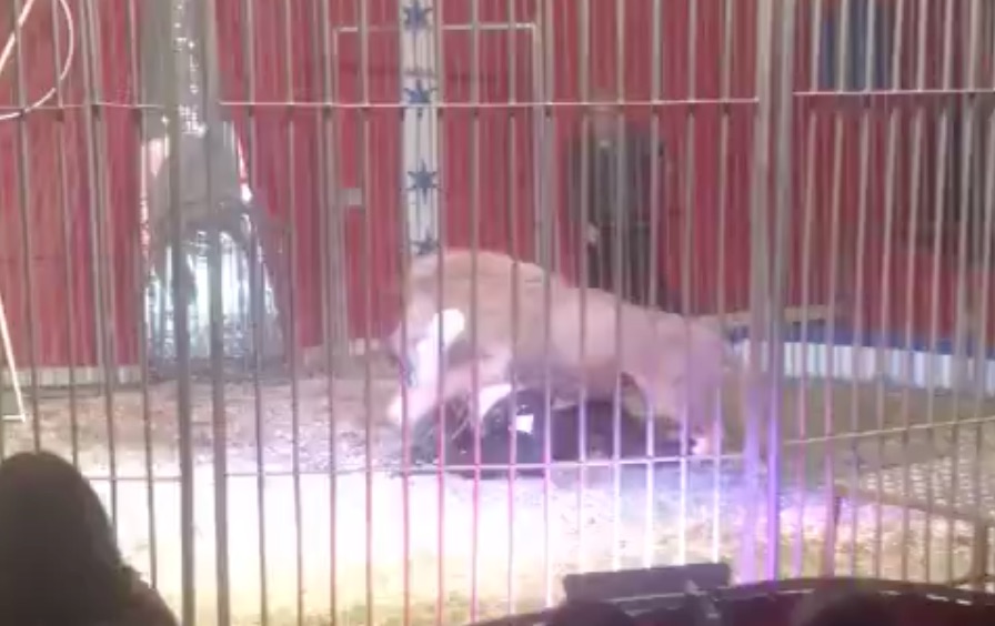 lion-attaque-doullens-buffalo-cirque-2