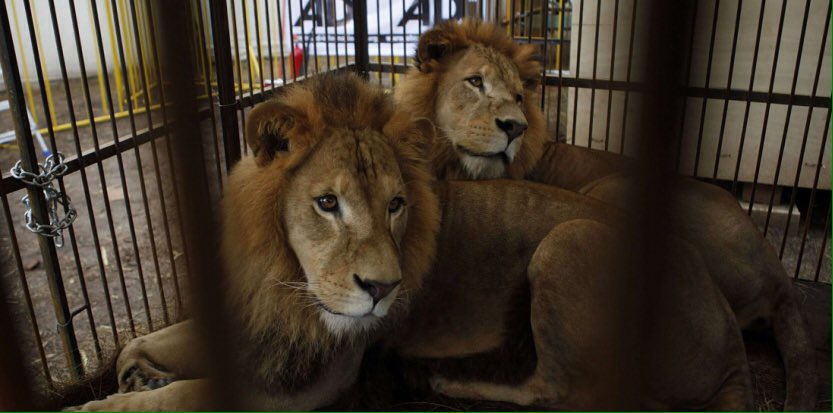 lion-attaque-doullens-buffalo-cirque-4