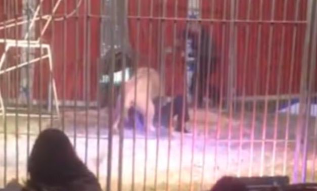 lion-attaque-doullens-buffalo-cirque-3