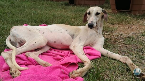 levriers-afrique-du-sud-sauvetage-5